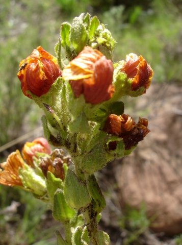 Alectra basutica leaves